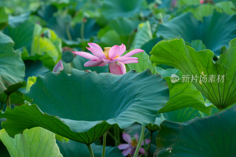 夏日池塘荷花