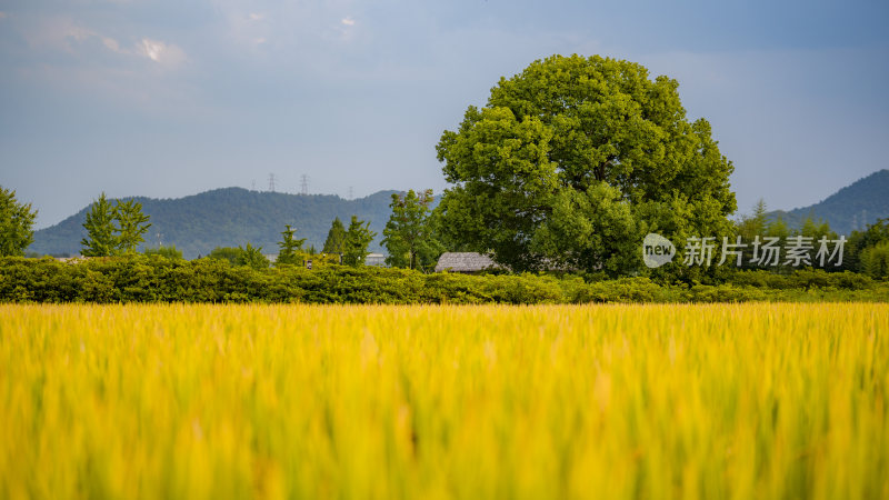 良渚 稻田