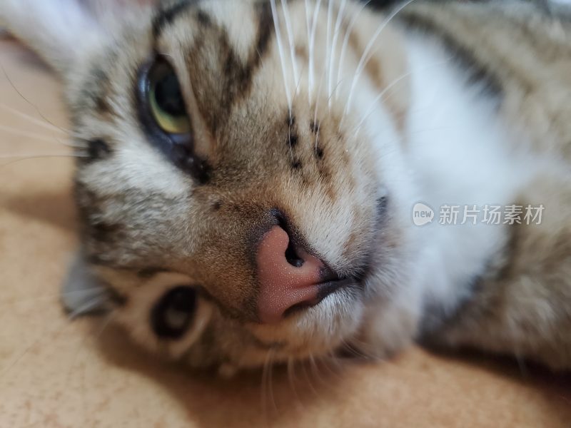 猫的各种形态