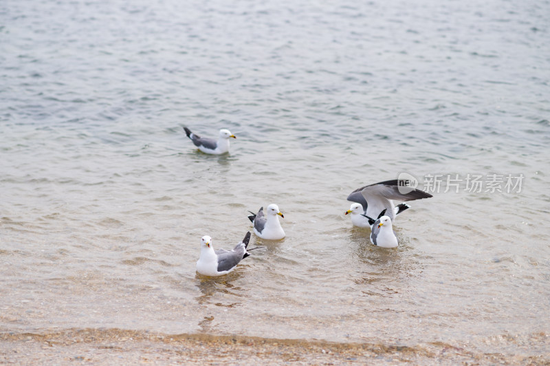 海边沙滩上的海鸥