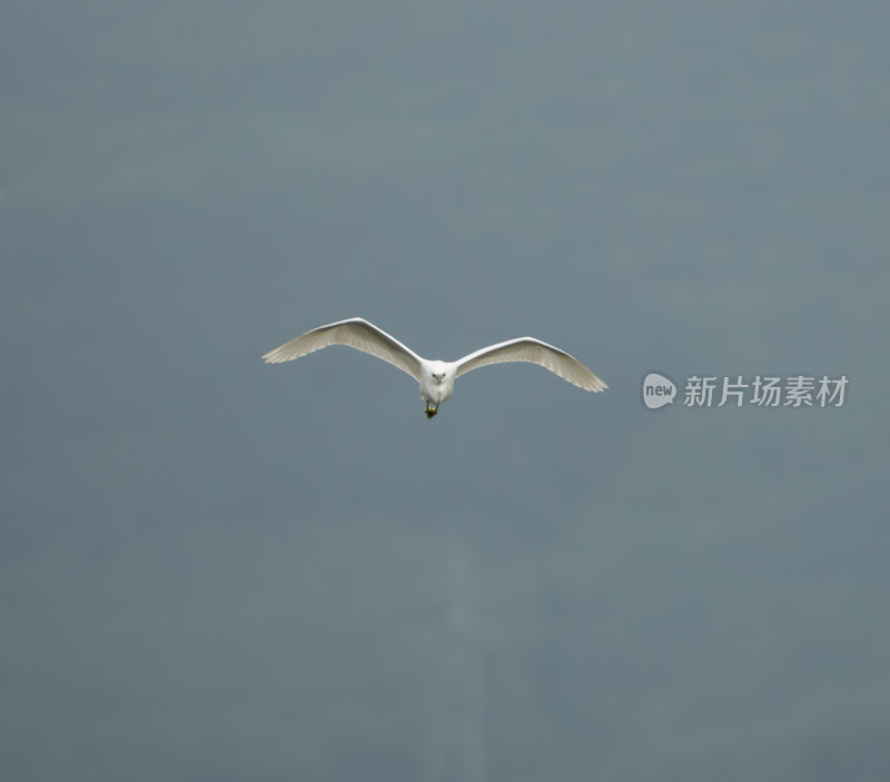 白鹭凌空展翅