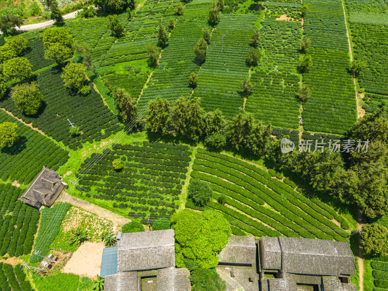 航拍西双版纳勐海茶马古道