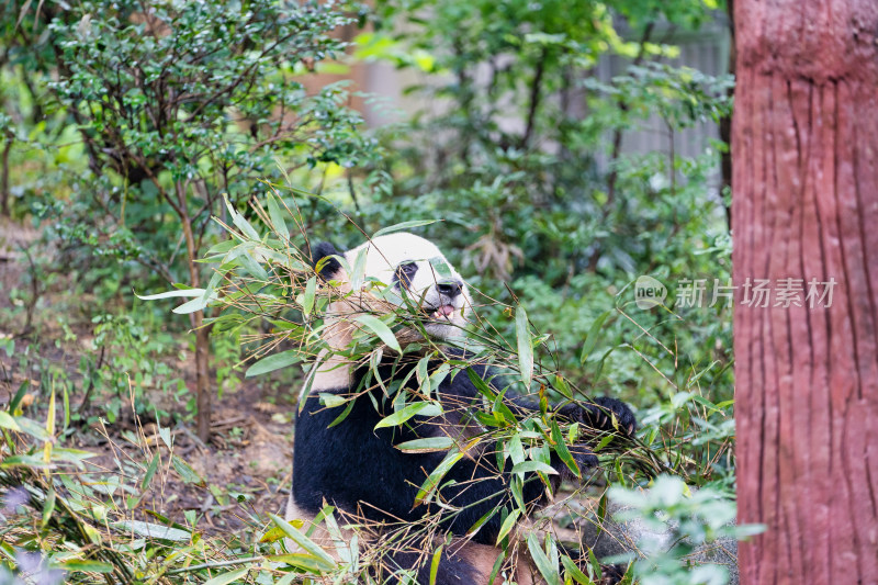 成都大熊猫繁育研究基地的大熊猫吃竹子