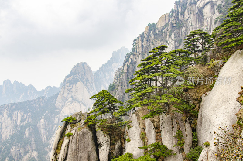 黄山松崖绝壁 奇松怪石 峰峦叠嶂