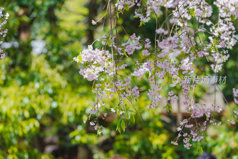 京都花园樱花