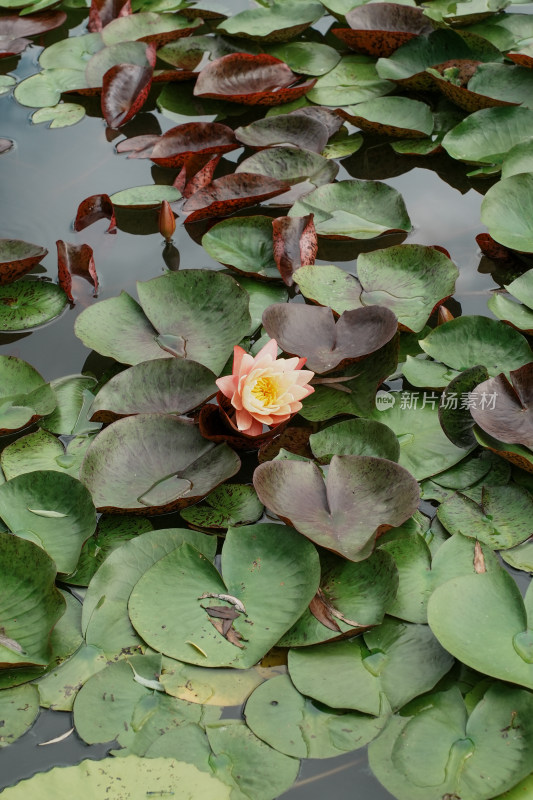 北京国家植物园睡莲