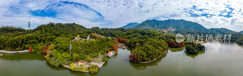 深圳仙湖植物园落羽杉航拍全景