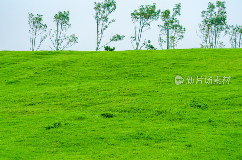 青岛小麦岛