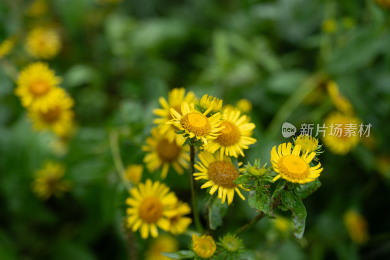 山野花草