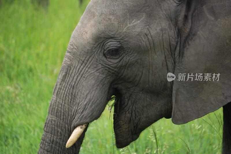 野生动物大象亚洲象