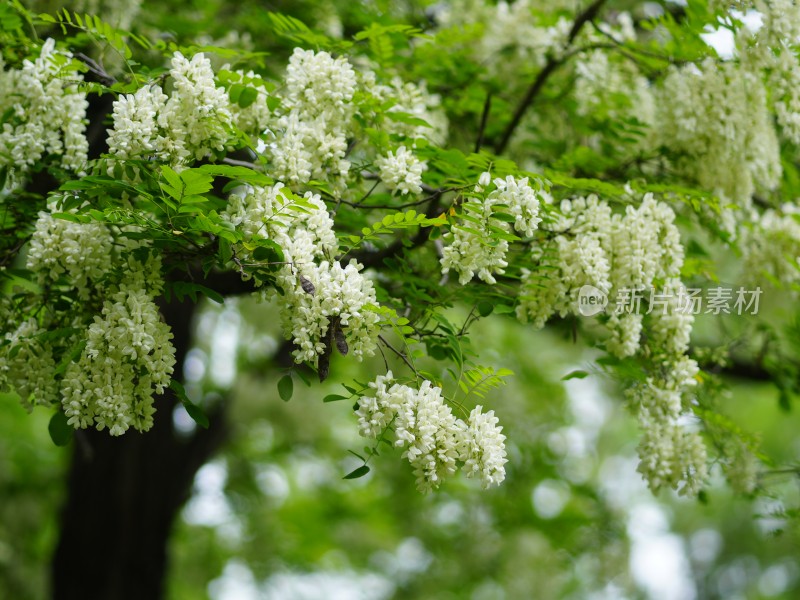 槐树林槐花