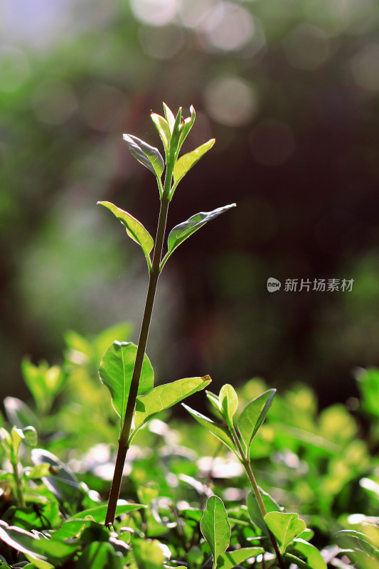 植物叶子嫩芽