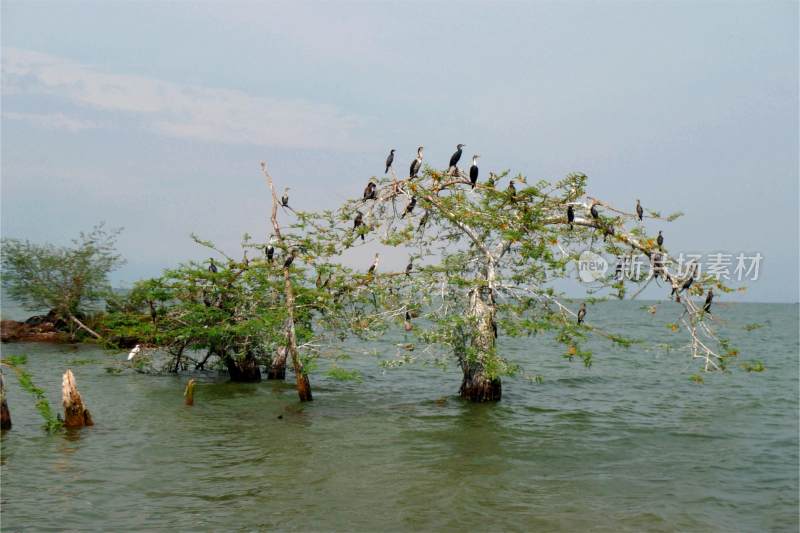 乌干达维多利亚湖