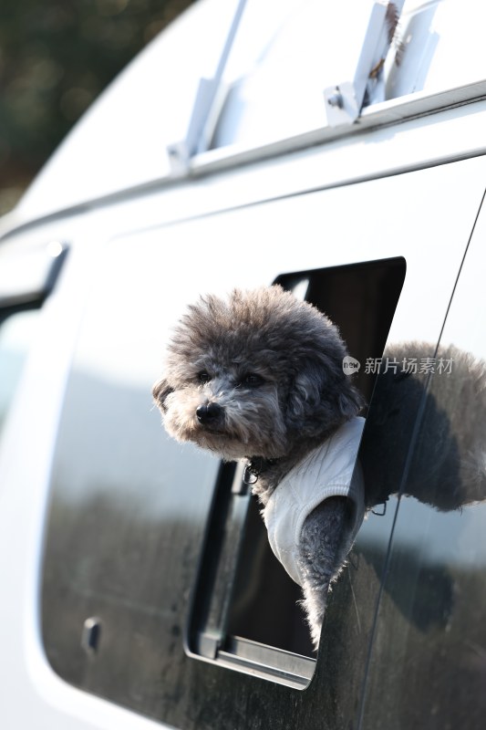 穿着衣服的小狗从车窗探出头