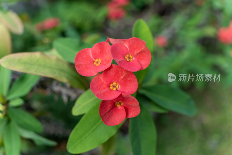 红色开花植物铁海棠