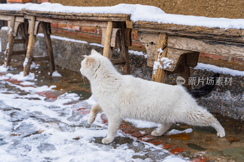 雪地上的猫在伸懒腰院子