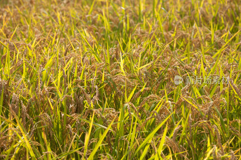 田间大面积种植且即将成熟的水稻