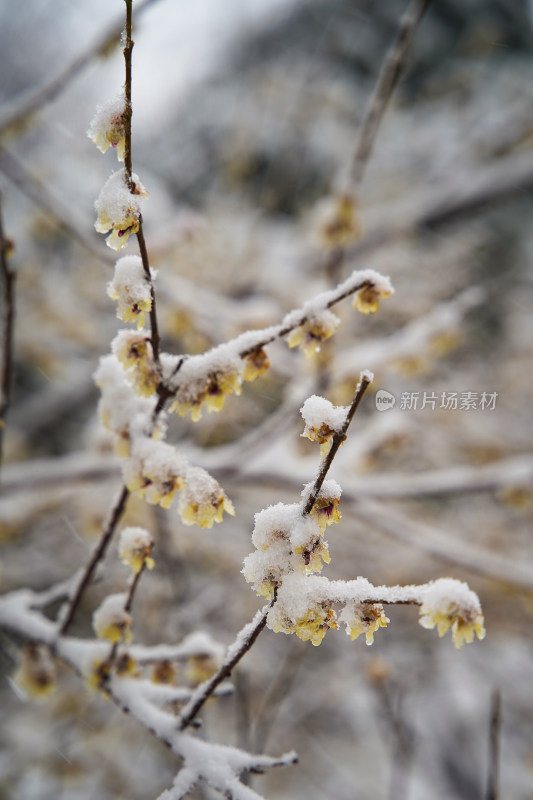 风雪中的腊梅花