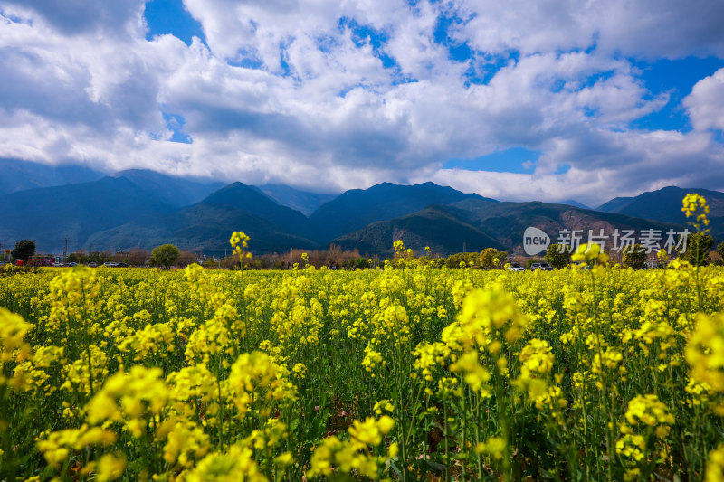 油菜花田与山