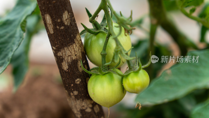 番茄种植生长