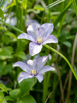 春天的野生铁线莲开花