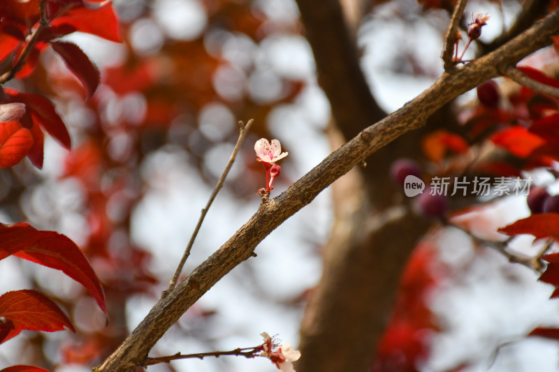 枝头绽放的红色花朵与红叶