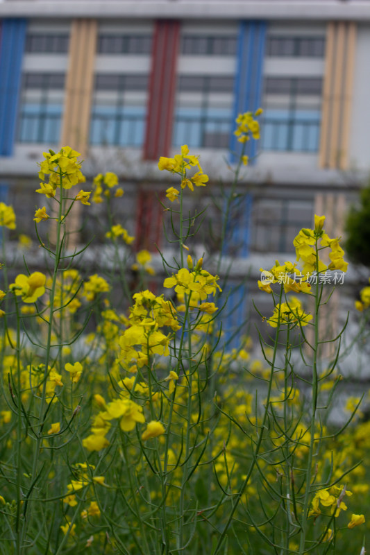 杭州萧山城市旁盛开的油菜花田