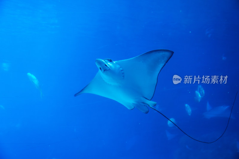 广东珠海长隆海洋王国鲸鲨馆的海洋生物