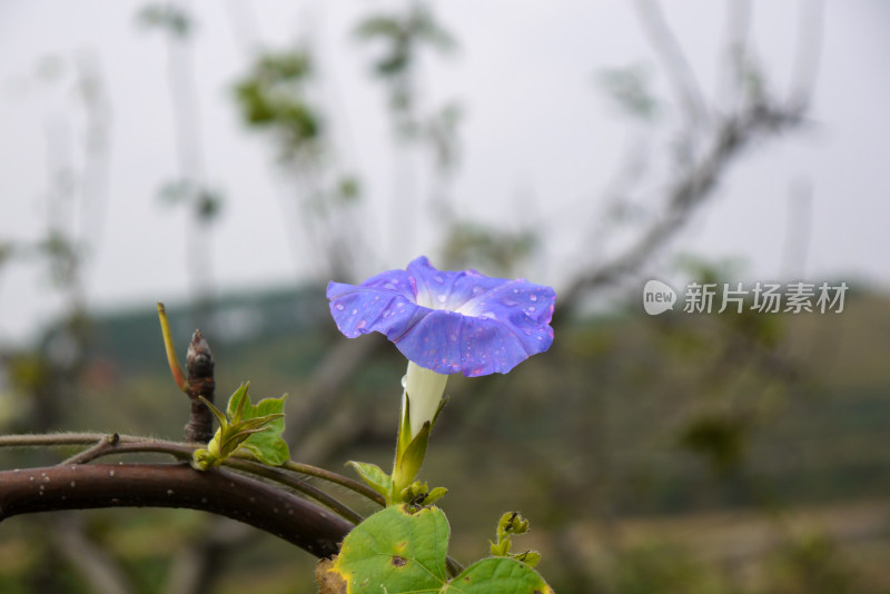 蓝色牵牛花