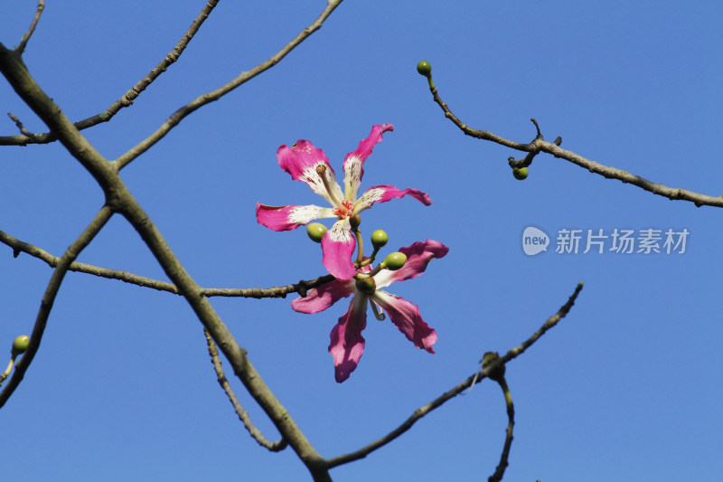 粉色花朵与花骨朵的枝头特写