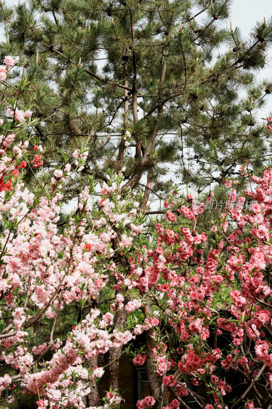 北京莲花池公园桃花