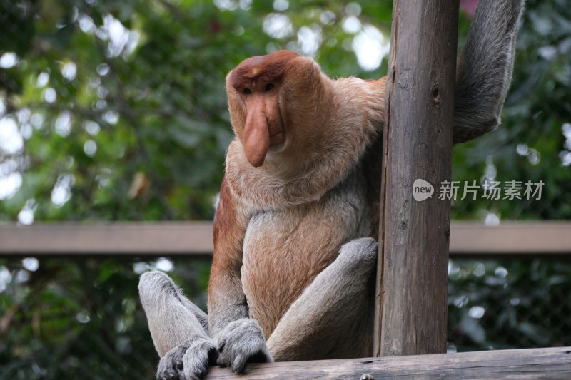 长鼻猴倚靠木桩姿态特写