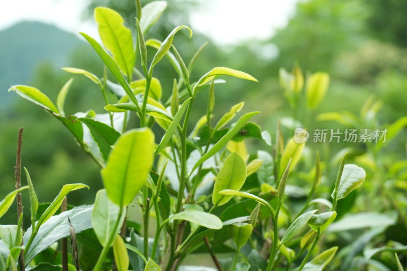 茶树茶叶茶芽