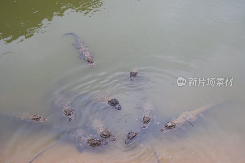 扬子鳄/安徽宣城扬子鳄景区