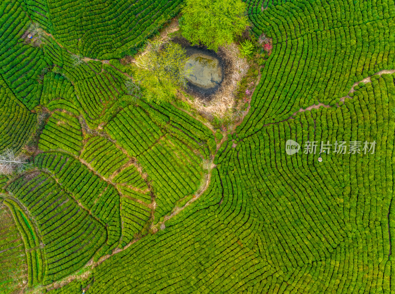 春季雨后清晨河南信阳文新茶村茶田航拍风光