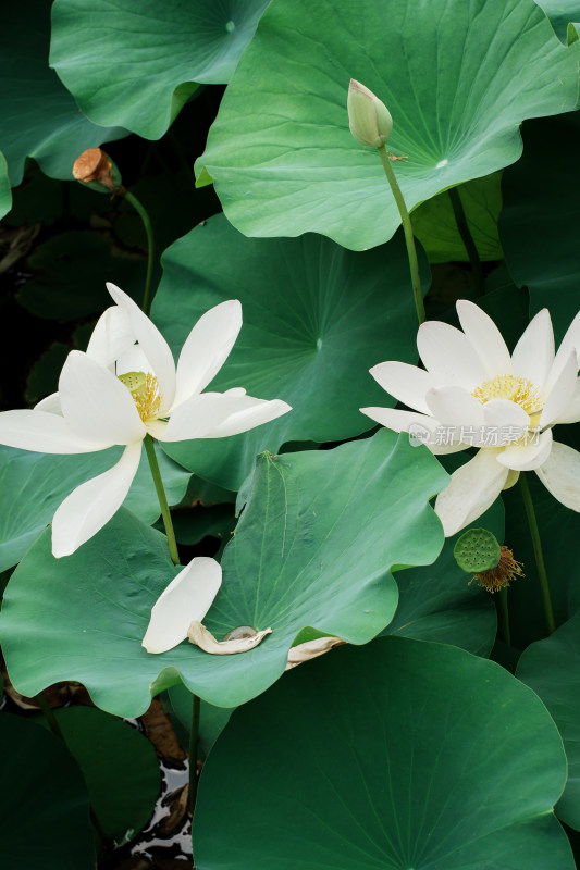 北京莲花池公园荷花