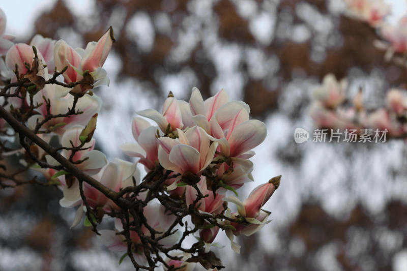 春天的玉兰花开