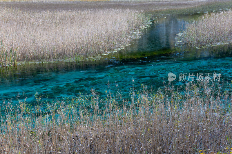 九寨沟秋色，芦苇海