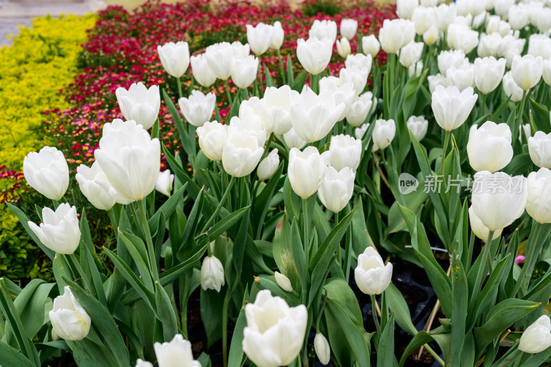 郁金香花卉景观