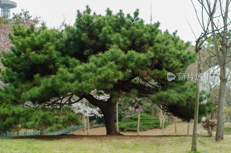 青岛中山公园草坪一棵大松树