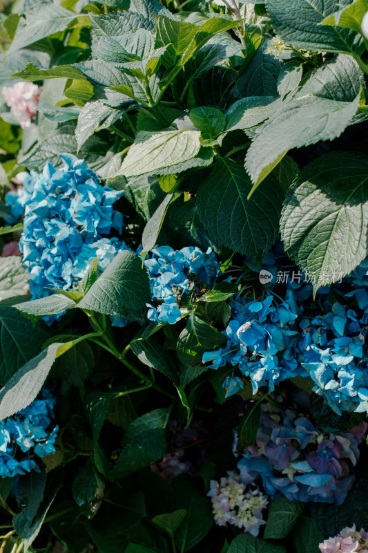 北京世界花卉大观园彩色绣球