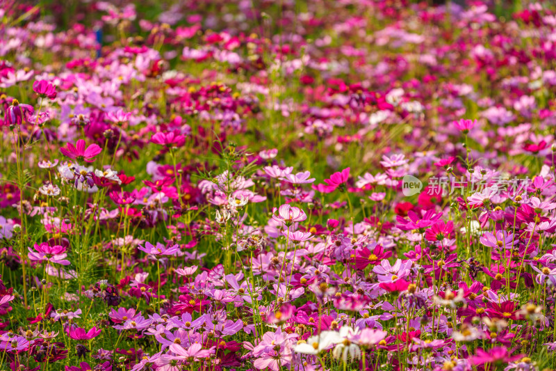 多彩波斯菊花田