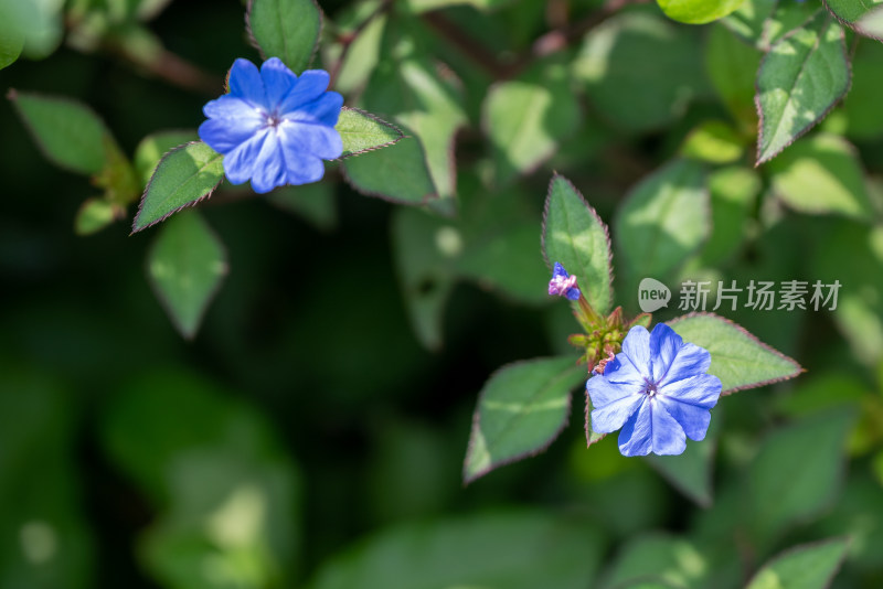 阳光下的岷江蓝雪花特写