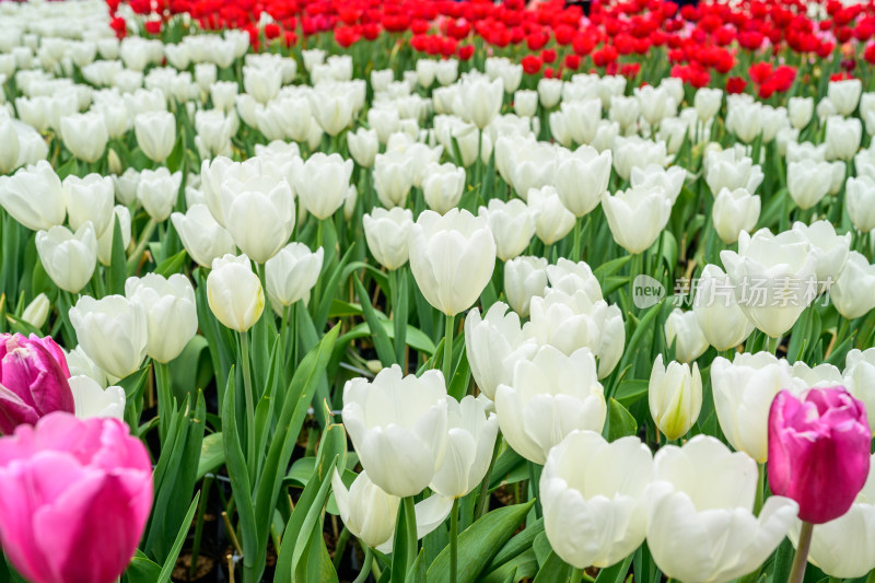 郁金香花卉景观