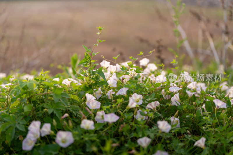 牵牛花特写镜头