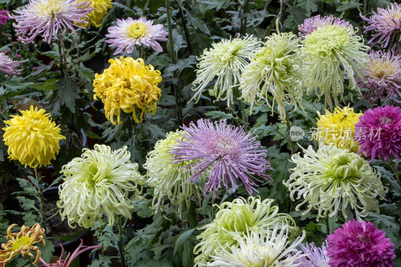 菊花展览各色菊花秋菊盛开