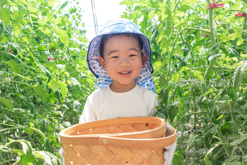 快乐的小男孩在蔬菜大棚采摘西红柿