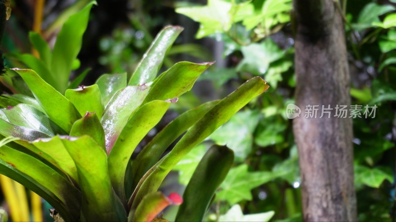 观赏雨林缸造景热带植物