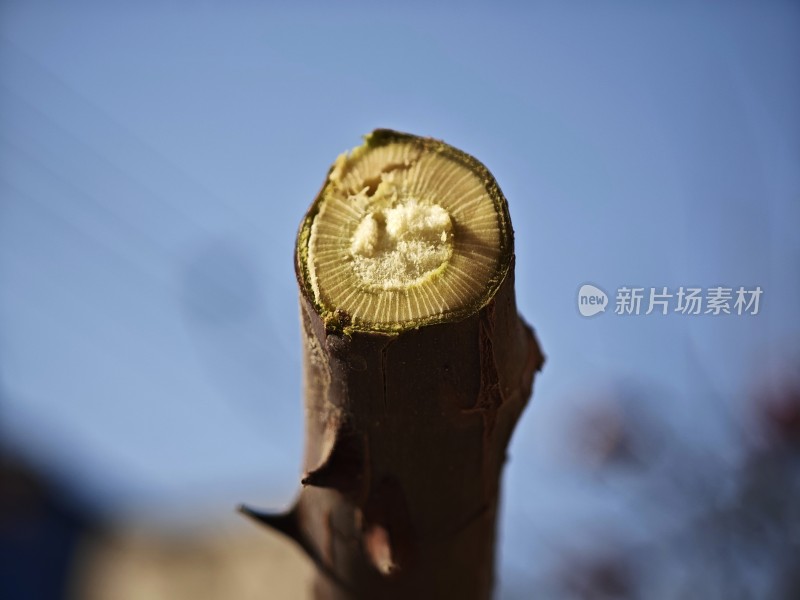 带刺树枝特写展示其内部纹理