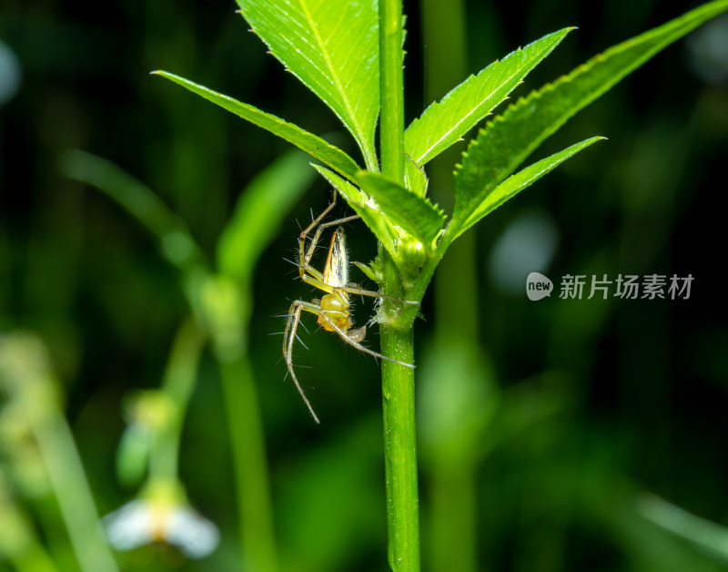 植物上的蜘蛛